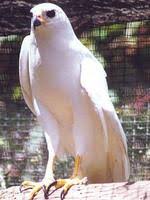 Accipiter novaehollandiae
