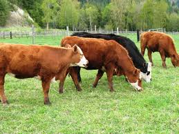 The taste of grass-fed and