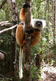 Propithecus diadema