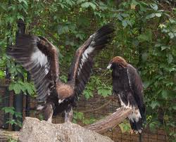 File:Aquila chrysaetos efl