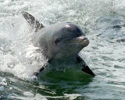 Bottlenose Dolphin Study