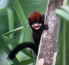Saguinus pileatus