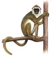 Image of: Procolobus verus