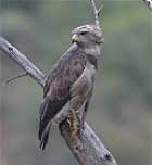 Circaetus cinerascens