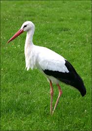 STORK (Ciconia boyciana)