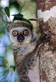 Avahi laniger occidentalis