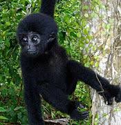 Gibbon (Hylobates klossii)