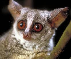 Galago moholi