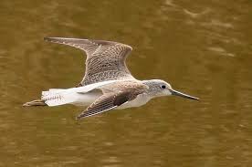 Tringa nebularia,