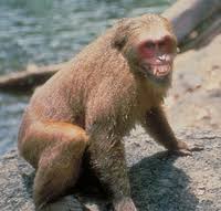 Stump-tailed macaque (Macaca