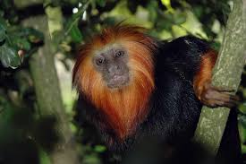 Tamarin (Leontopithecus