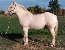 American Cream Draft Horse mare