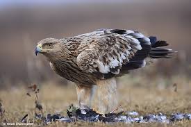 Imperial Eagle (Aquila heliaca