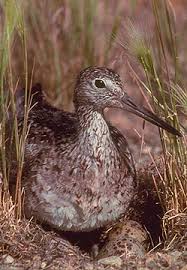 TRINGA MELANOLEUCA