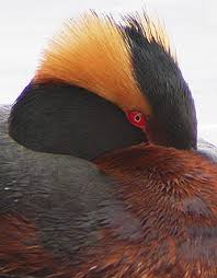 Grebe Podiceps auritus