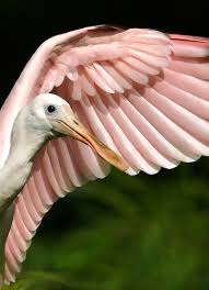 spoonbill - platalea ajaja