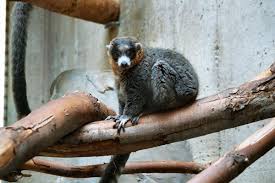 (Eulemur mongoz) - Wiki;