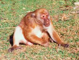 File:Macaca assamensis