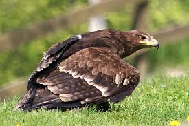 Aquila chrysaetos