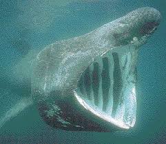 (Cetorhinus maximus),