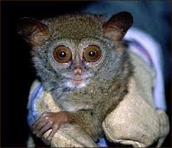 Tarsius dianae geh–rt mit