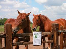 Two Suffolk Punch horses