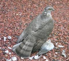 File:Accipiter nisus