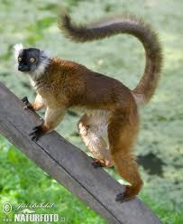 Eulemur fulvus rufus
