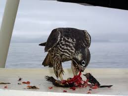 Falco peregrinus - USFWS photo