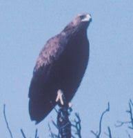 Indian Spotted Eagle » Aquila