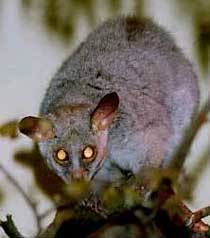 Otolemur crassicaudatus