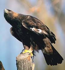 AQUILA CHRYSAETOS