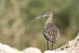 Eurasian Curlew (Numenius