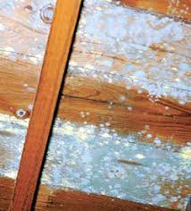Left: Penicillium mold growth