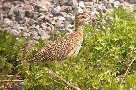 Whimbrel Numenius minutus,