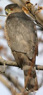File:Accipiter-cooperii-01.jpg