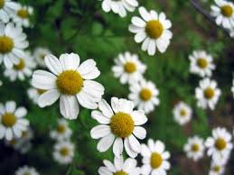 The German Chamomile usually is ...