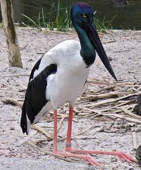 Ephippiorhynchus asiaticus