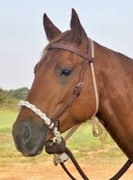 Loping Hackamore