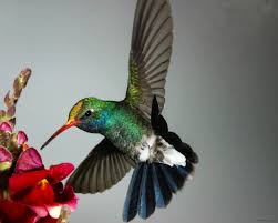 Broadbill Humming Bird with pollen ...