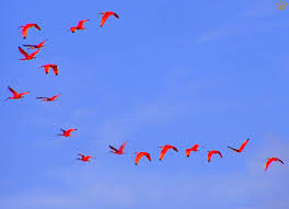 Scarlet ibis (Eudocimus ruber)