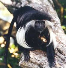 ( Colobus angolensis)