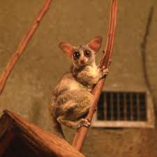 (Galago senegalensis)