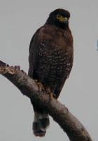 Spilornis rufipectus