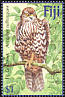 Fiji Goshawk Accipiter