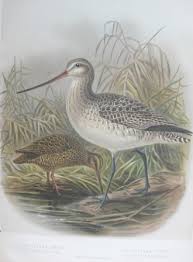 Coenocorypha aucklandica,