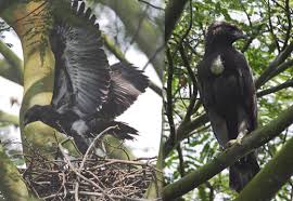 (Spizaetus cirrhatus),