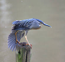 Butorides striata © Wikipedia.
