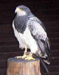 File:Geranoaetus melanoleucus.
