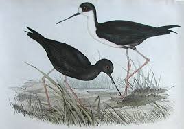 ibis (Pseudibis gigantea)
